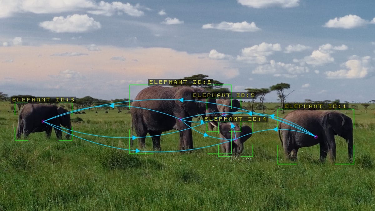 Corner Bracket frames and Curved connections on a herd of elephants