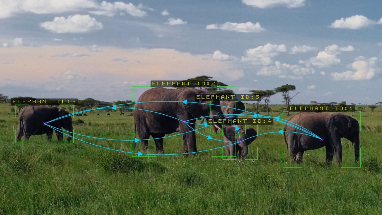 A herd of elephants tracked with curved connection lines